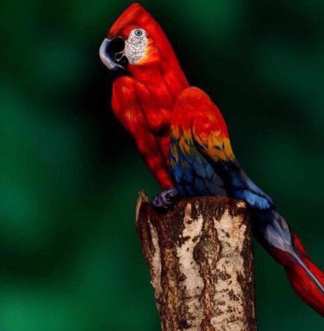 ParrotOrNot?_Image-1